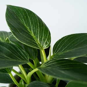 Philodendron white wave - 2
