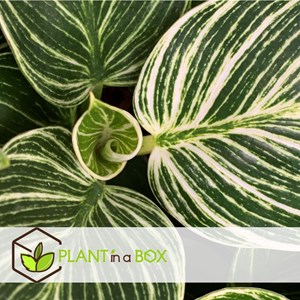 Philodendron white wave - 2