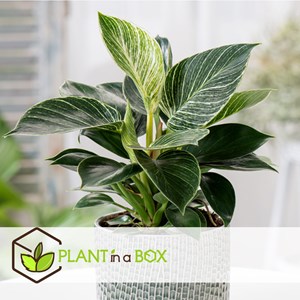 Philodendron white wave - 2