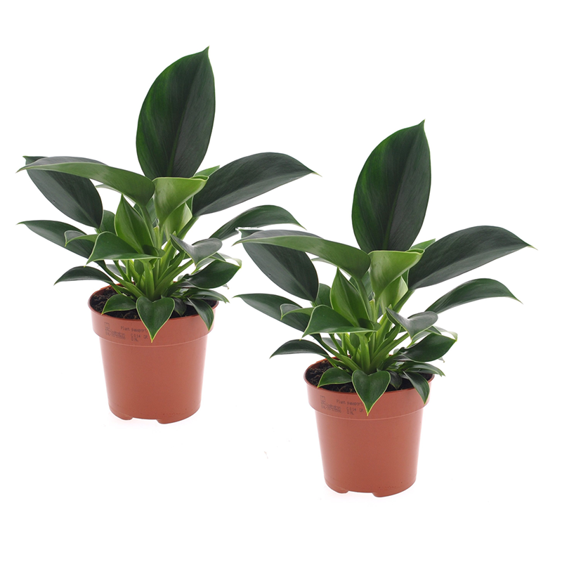 Philodendron green princess - 2