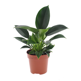 Philodendron green princess