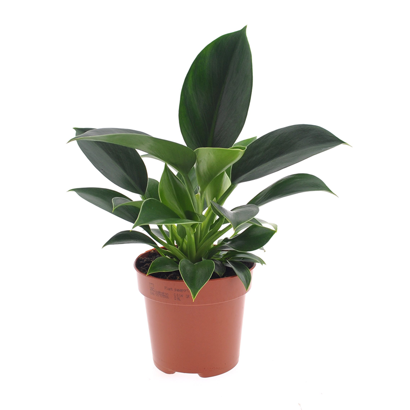 Philodendron green princess