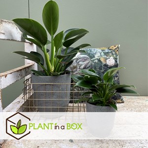 Philodendron green princess