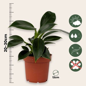 Philodendron green princess