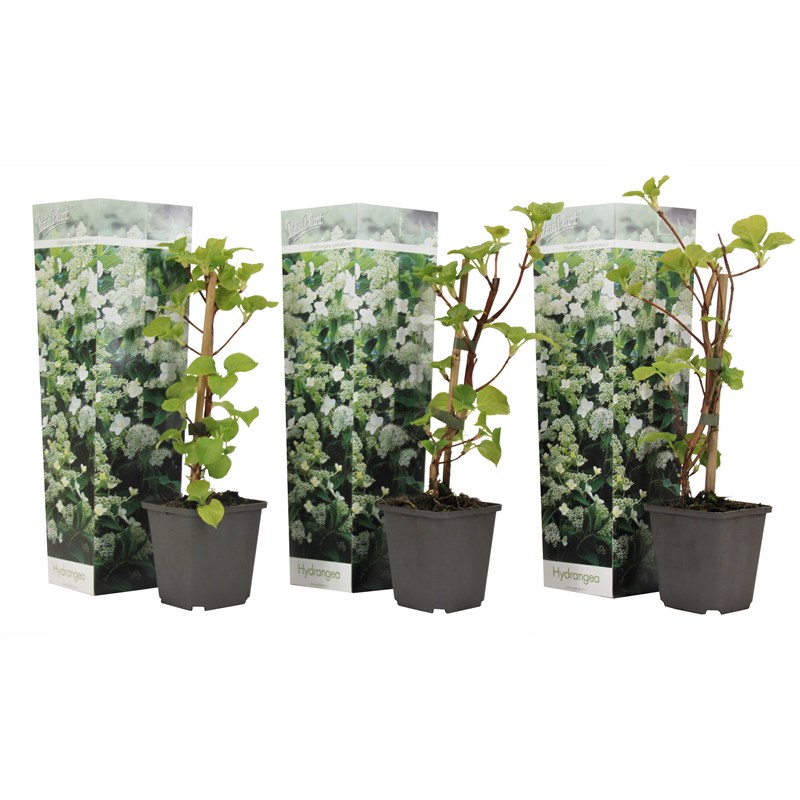 Hydrangea petiolaris - 3
