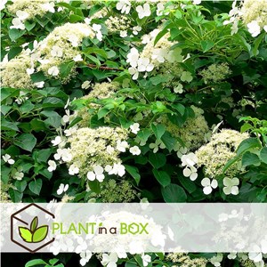 Hydrangea petiolaris - 3