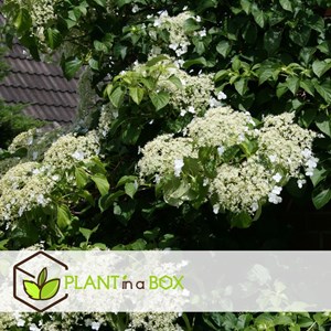 Hydrangea petiolaris - 3