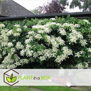 Hydrangea petiolaris - 3