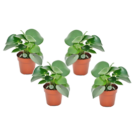 Peperomia raindrop - 4
