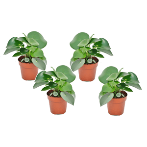 Peperomia raindrop - lot de 4