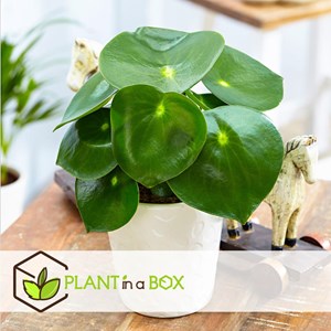 Peperomia raindrop - 4
