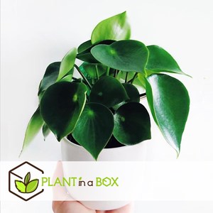Peperomia raindrop - 4