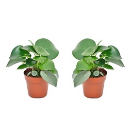 Peperomia raindrop - 2