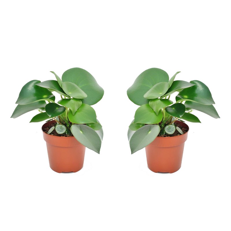 Peperomia raindrop - 2