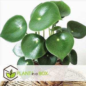 Peperomia raindrop - 2
