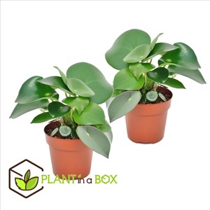Peperomia raindrop - 2