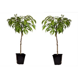 Pêcher sauvage prunus persica saturne x2