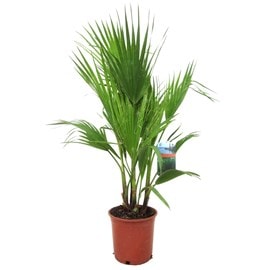 Palmier mexicain washingtonia robusta xl
