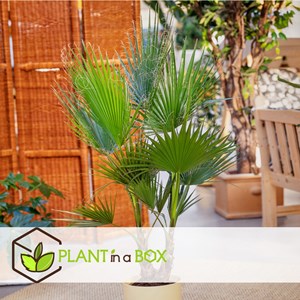 Palmier mexicain washingtonia robusta xl