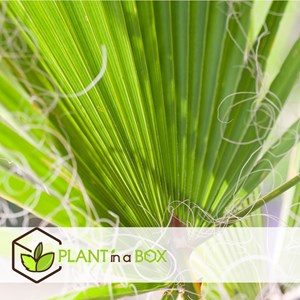 Palmier mexicain washingtonia robusta xl