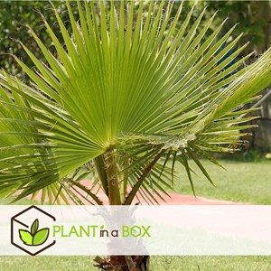Palmier mexicain washingtonia robusta xl