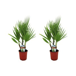 Palmier mexicain washingtonia robusta -2