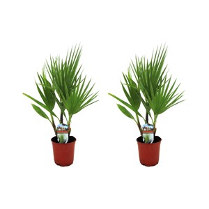 Palmier mexicain washingtonia robusta -2