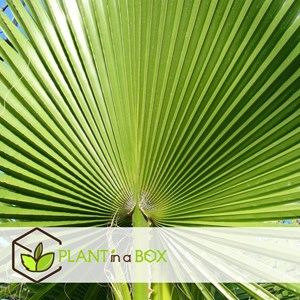 Palmier mexicain washingtonia robusta -2