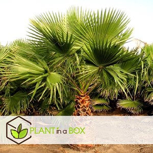 Palmier mexicain washingtonia robusta -2