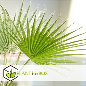 Palmier mexicain washingtonia robusta -2