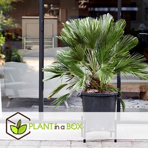 Chamaerops vulcano palmtree - 2
