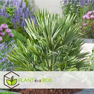 Chamaerops vulcano palmtree - 2