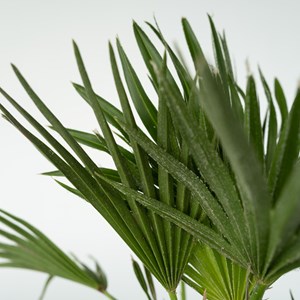 Chamaerops vulcano palmtree