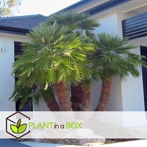 Chamaerops vulcano palmtree