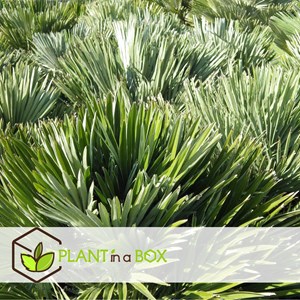 Chamaerops vulcano palmtree