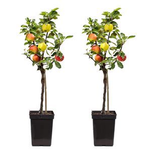 Pommier 3-en-1 - 2