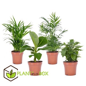 Mélange dintérieur tendance - 4