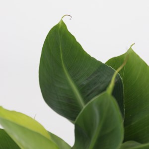 Mélange dintérieur tendance - 4