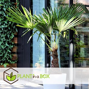 Xl asian  palm trachycarpus fortunei