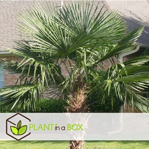 Xl asian  palm trachycarpus fortunei