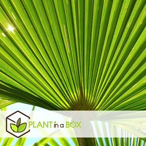 Xl asian  palm trachycarpus fortunei