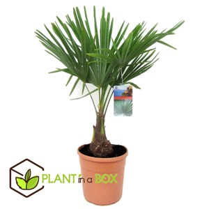 Xl palmier à vent asiatique x2
