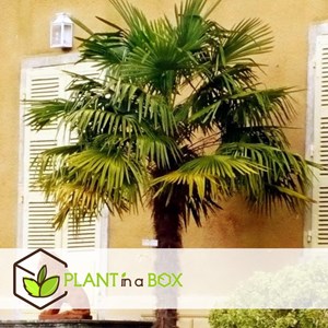 Xl palmier à vent asiatique x2