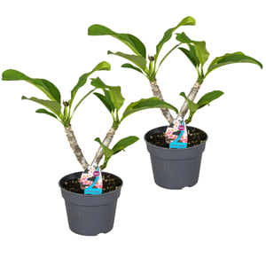 Plumeria 'frangipani' hawaii - lot de 2