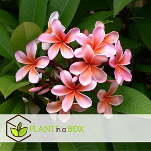 Plumeria frangipani hawaii - 2