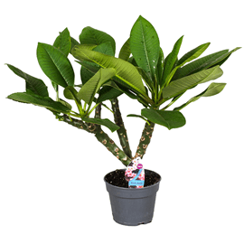 Plumeria frangipani hawaï