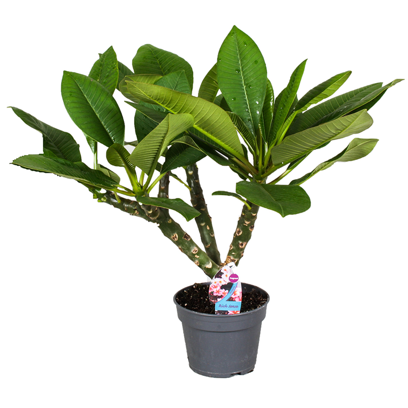 Plumeria frangipani hawaï