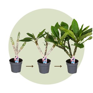 Plumeria frangipani hawaï