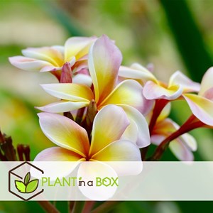 Plumeria frangipani hawaï