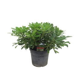 Laurier daustralie pittosporum nanum -3